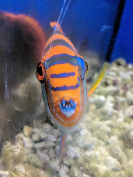 Atlantis Fish Shoppe Picture 9