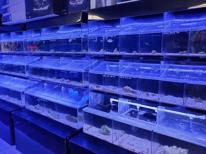 Atlantis Fish Shoppe Picture 7