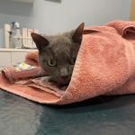 Oak Tree Animal Clinic