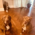 Valley Veterinary Hospital