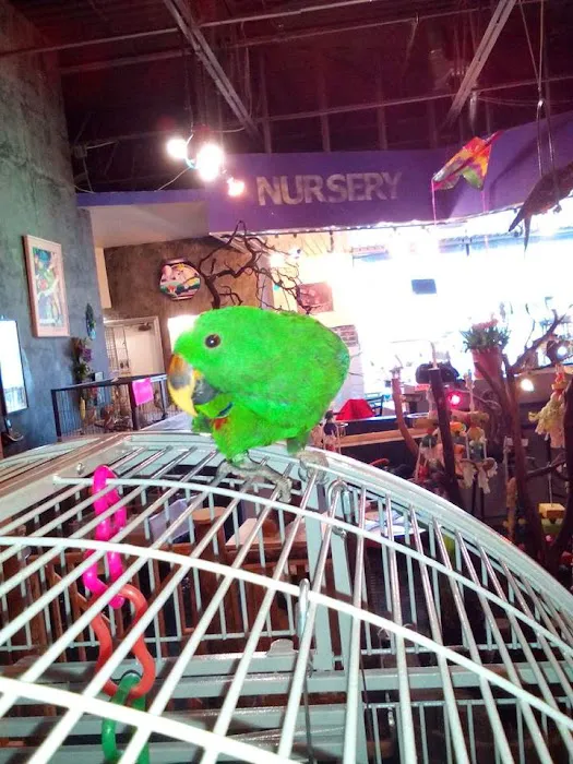 Parrotzville The Bird Store/ surrender Picture 3