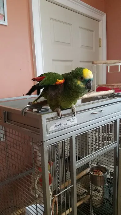 Parrotzville The Bird Store/ surrender Picture 4