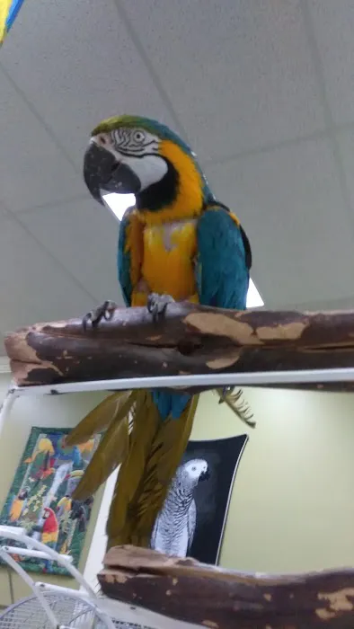 Parrotzville The Bird Store/ surrender Picture 1