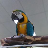 Parrotzville The Bird Store/ surrender ico