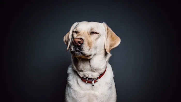 Ruff Ruff Raw Picture 10