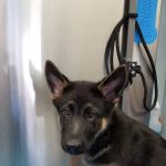 South Orange Animal Hospital