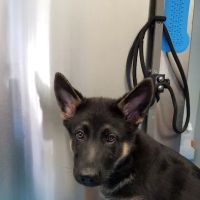 South Orange Animal Hospital ico