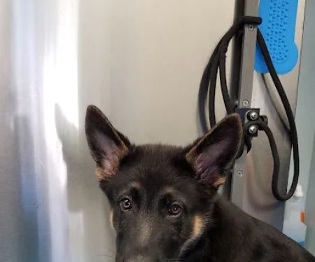 South Orange Animal Hospital