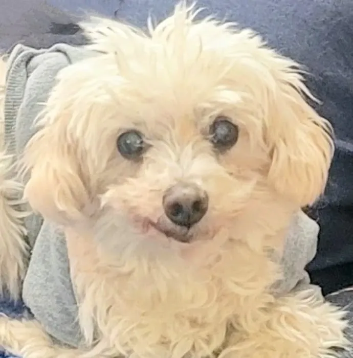 South Orange Animal Hospital Picture 5