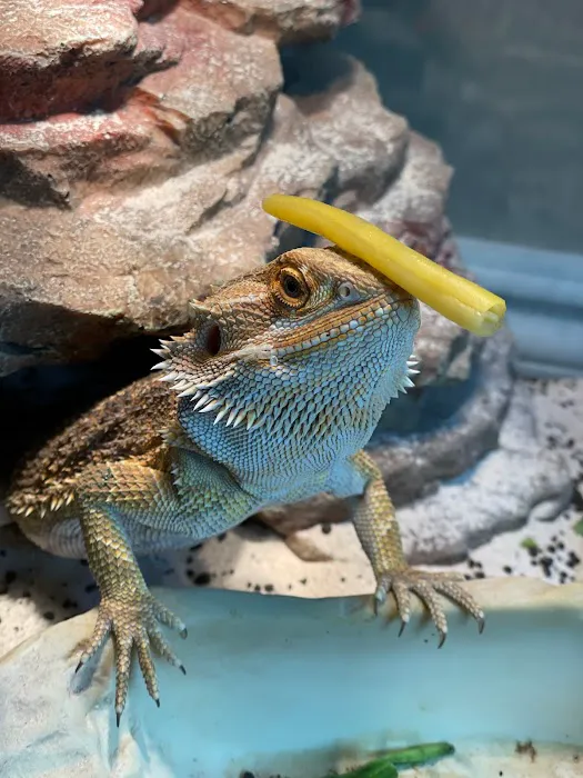 Raising Reptiles Picture 9