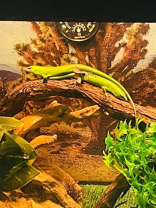 Raising Reptiles Picture 8