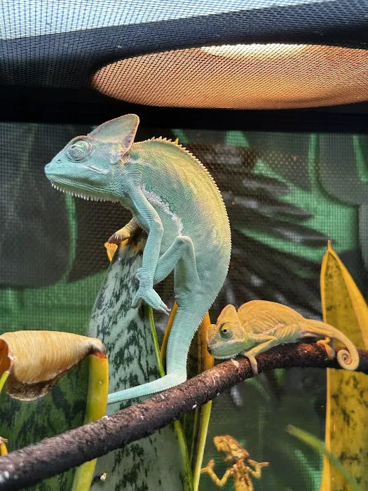 Raising Reptiles Picture 5