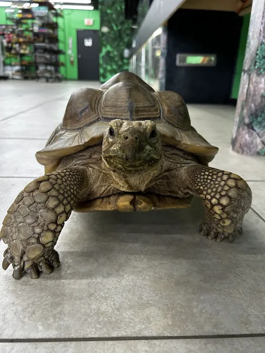 Raising Reptiles Picture 3