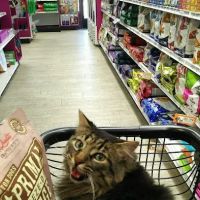 The Pet Beastro ico