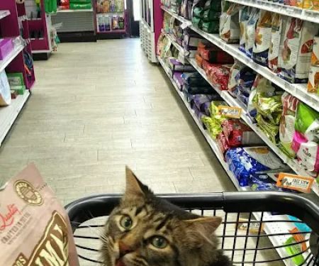 The Pet Beastro