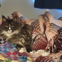 Chariho Animal Hospital ico