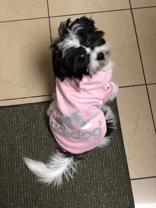 Michigan House of Paws Picture 6