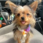 Michigan House of Paws