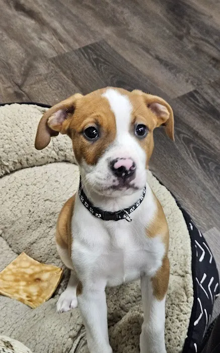 Pupper Budder Treats Picture 1