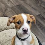Pupper Budder Treats