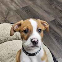 Pupper Budder Treats ico