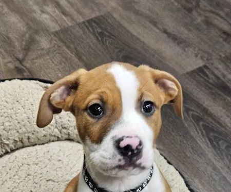 Pupper Budder Treats