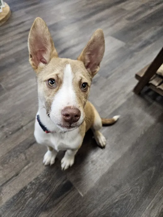 Pupper Budder Treats Picture 3