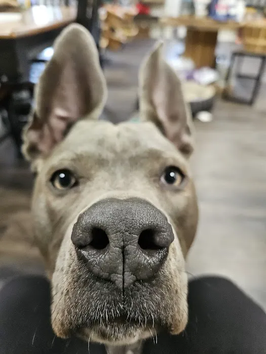 Pupper Budder Treats Picture 8