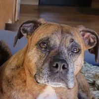 Wolf Rock Animal Health Center ico