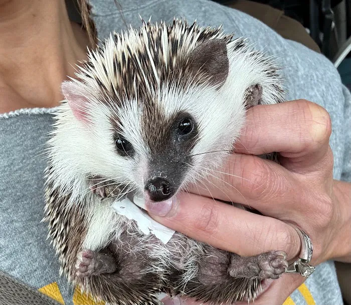 Muddy Creek Hedgehogs LLC Picture 2