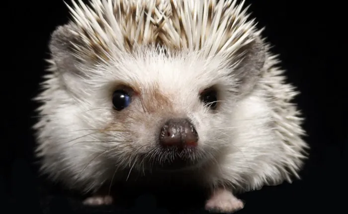 Muddy Creek Hedgehogs LLC Picture 5