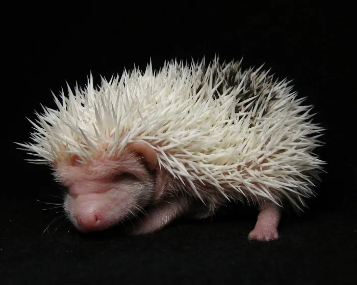 Muddy Creek Hedgehogs LLC Picture 4