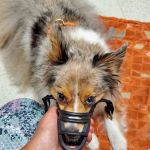 Atlantic Animal Hospital & Wellness Center