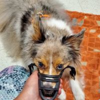 Atlantic Animal Hospital & Wellness Center ico