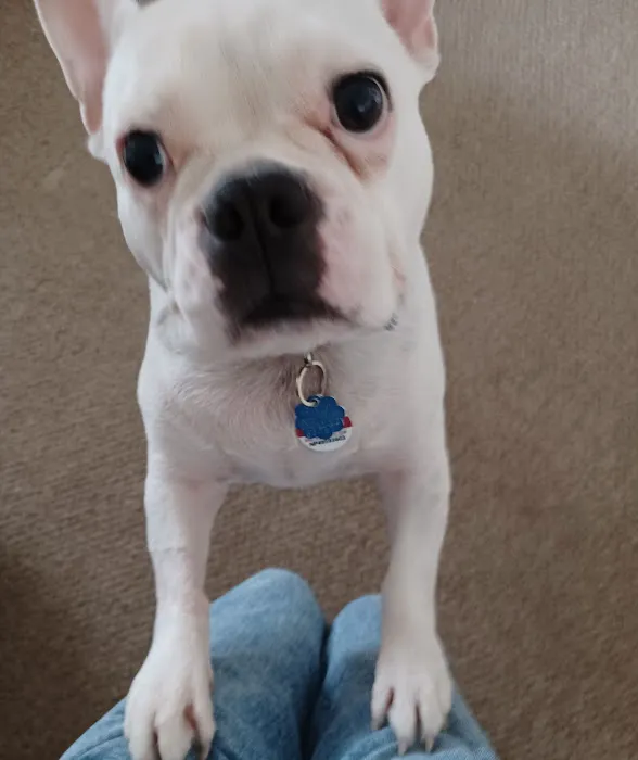 Rhode Island Pet Rehab Picture 3