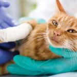 Rhode Island Pet Rehab