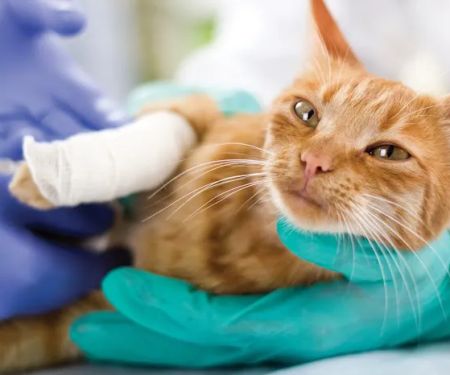 Rhode Island Pet Rehab