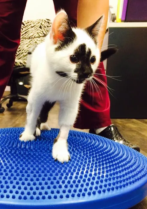 Rhode Island Pet Rehab Picture 9