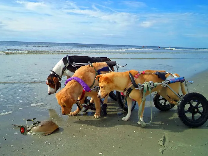 Rhode Island Pet Rehab Picture 4