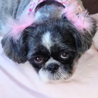 Coventry Animal Hospital ico