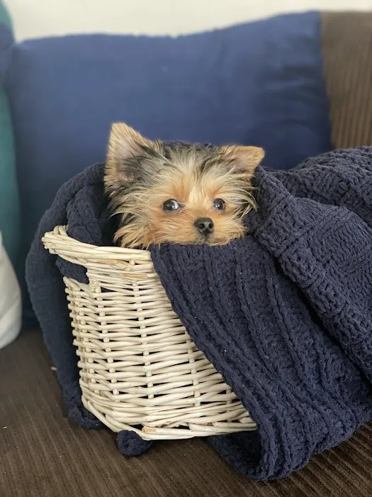 Woof Woof Puppies & Boutique Picture 10