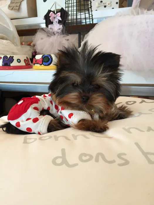 Woof Woof Puppies & Boutique Picture 7