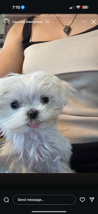 Woof Woof Puppies & Boutique Picture 9