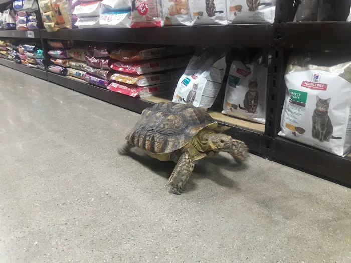 Premier Pet Supply Picture 3