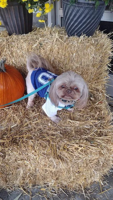 Premier Pet Supply Picture 5