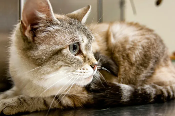 Tiogue Veterinary Clinic Picture 10