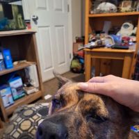 Tiogue Veterinary Clinic ico