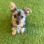 Puppygram Metro Detroit