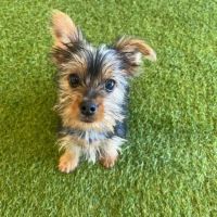 Puppygram Metro Detroit ico