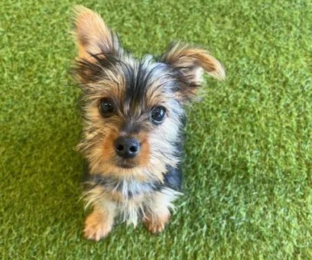 Puppygram Metro Detroit